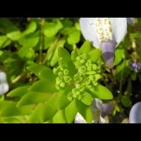 Mazus Reptans (fam. Scrophulariacees) (Himalaya) (4)